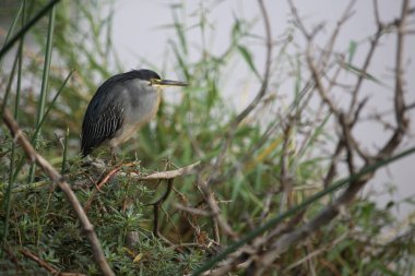 Mangrovenreiher / Greenback Heron / Butorides striatus