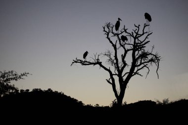 Marabu / Marabou Stork / Leptoptilos crumeniferus