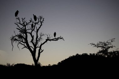 Marabu / Marabou Stork / Leptoptilos crumeniferus