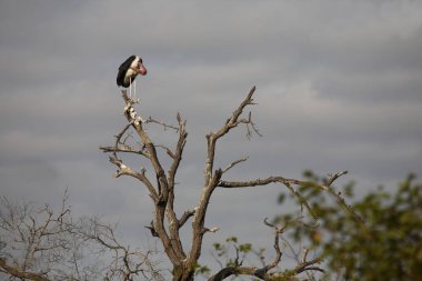 Marabu / Marabou Stork / Leptoptilos crumeniferus