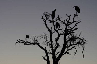 Marabu / Marabou Stork / Leptoptilos crumeniferus