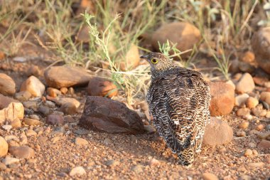Nachtflughuhn / Çift bantlı kum tavuğu / Pterocles bicinctus