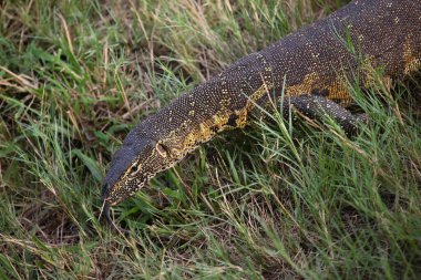 Nilwaran / Nile Monitor / Varanus niloticus