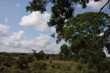 Ntandanyathi Saklanma / Ntandanyathi Saklanma / 