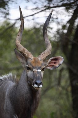 Nyala / Nyala / Tragelaphus angasii