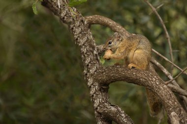 Tree Squirrel / Paraxerus Cepapi