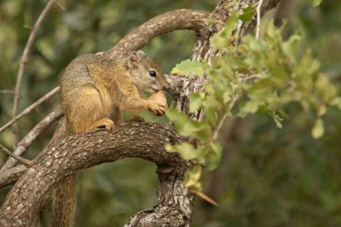 Tree Squirrel / Paraxerus Cepapi