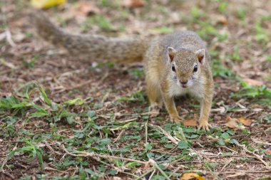Tree Squirrel / Paraxerus Cepapi