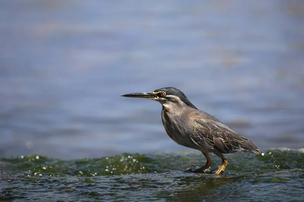 Mangrovenreiher Grünrückenreiher Butorides Striatus — Stockfoto