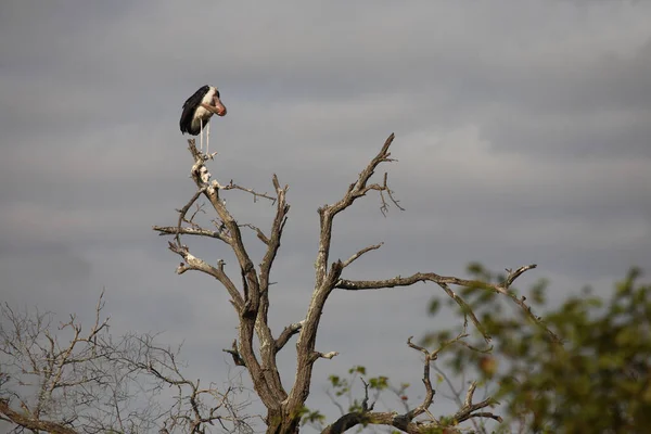 Marabu Marabou Stork Leptoptilos Crumeniferus — ストック写真