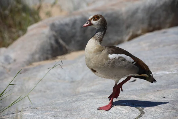 Nilgans Egyptian Goose Alopochen Aegyptiacus — Photo
