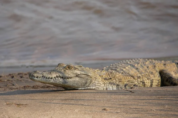 Nilkrokodil Neil Crocodile Crocodylus Niloticus — стокове фото