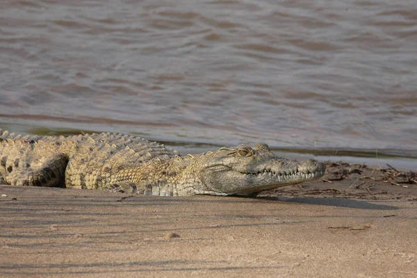Nilkrokodil Nile Crocodile Crocodylus Niloticus — стоковое фото