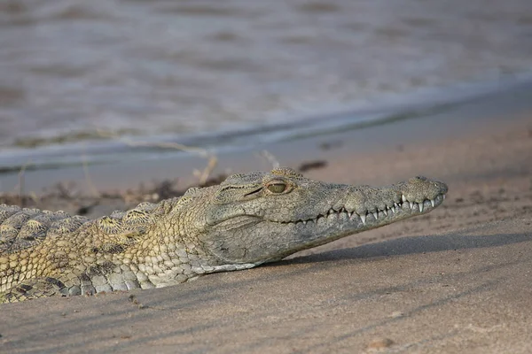 Nilkrokodil Nile Crocodile Crocodylus Niloticus — Φωτογραφία Αρχείου