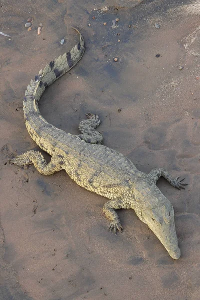 Nilkrokodil Nile Crocodile Crocodylus Niloticus — стоковое фото