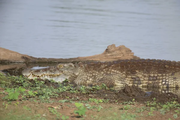 Nilkrokodil Nile Crocodile Crocodylus Niloticus —  Fotos de Stock