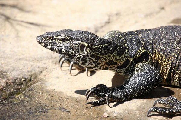 Nilwaran Nile Monitor Varanus Niloticus — Stock Photo, Image