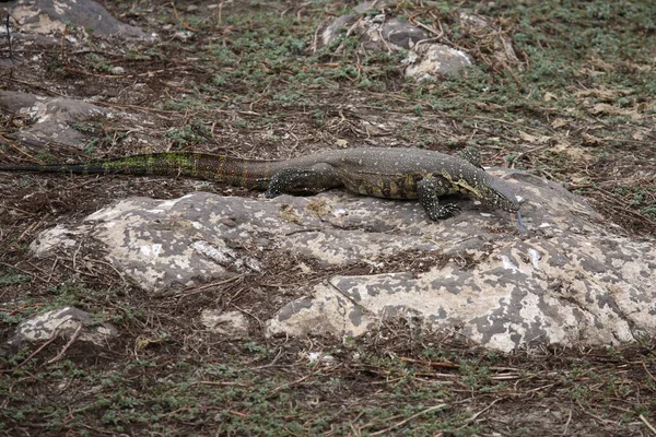 Nilwaran Nile Monitor Varanus Niloticus — стоковое фото