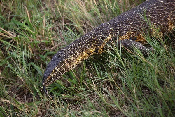 Nilwaran Nile Monitor Varanus Niloticus — Stock Fotó