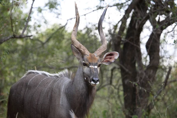 Nyala Nyala Tragelaphus Angasii — Stockfoto