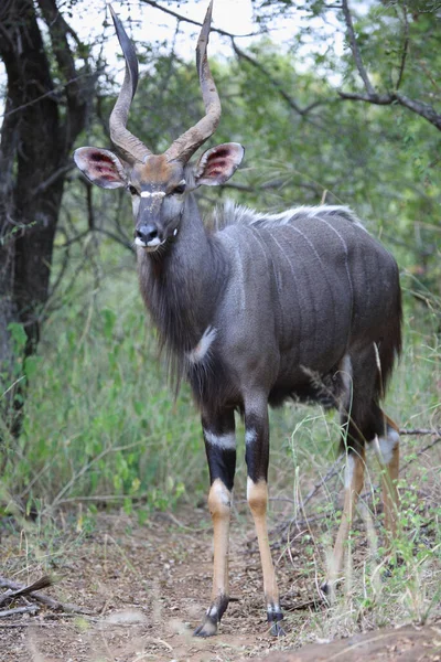 Nyala Nyala Tragelaphus Angasii — Foto de Stock