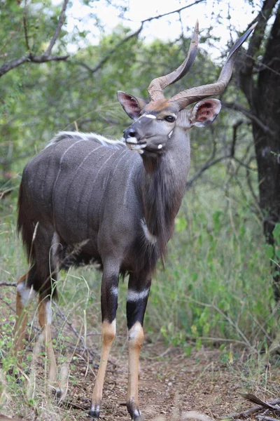 Nyala Nyala Tragelaphus Angasii — Φωτογραφία Αρχείου