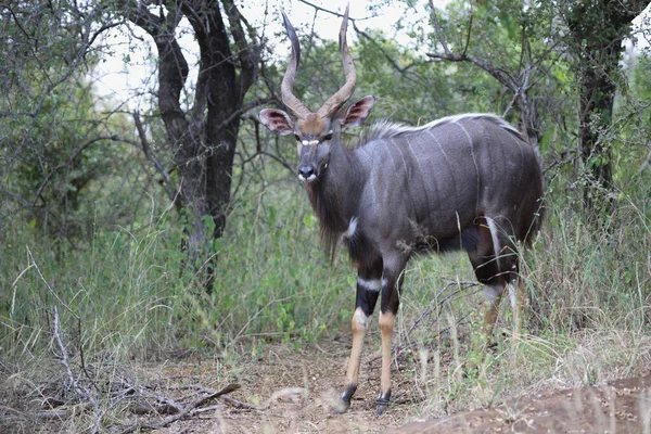 Nyala Nyala Tragelaphus Angasii — Zdjęcie stockowe