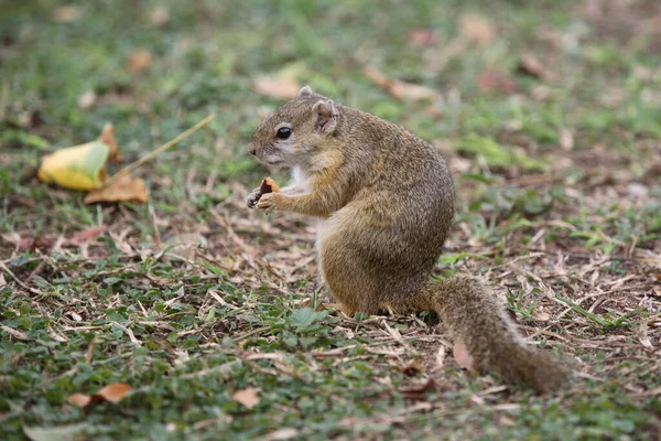 Tree Squirrel Paraxerus Cepapi — Foto de Stock