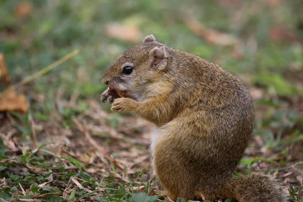 Tree Squirrel Paraxerus Cepapi — стоковое фото