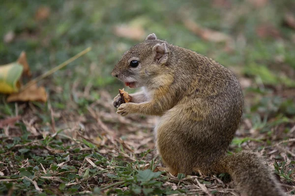 Tree Squirrel Paraxerus Cepapi — стоковое фото