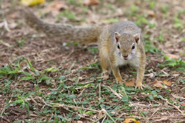 Tree Squirrel Paraxerus Cepapi — Foto de Stock