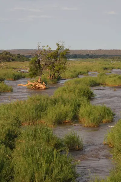 Olifants River Olifants River — 스톡 사진