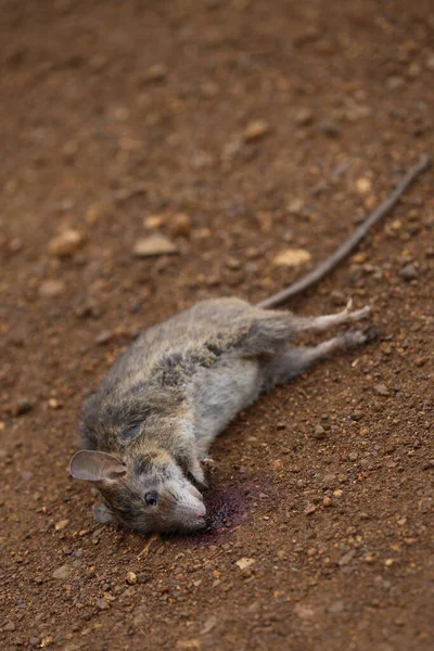 Tote Ratte Dead Rat Rattus — Stock Photo, Image