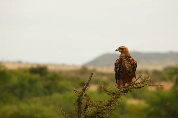Raubadler Tawny Eagle Aquila Rapax — Fotografia de Stock