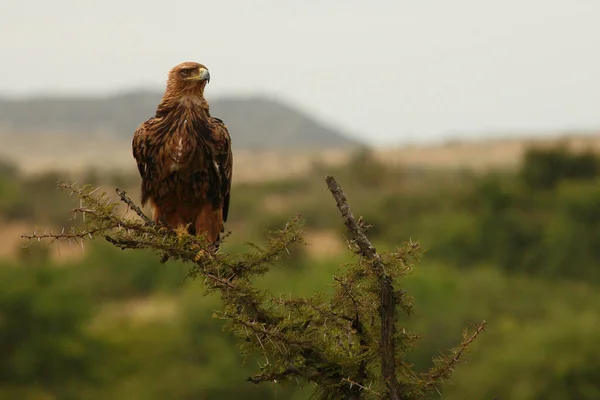 Raubadler Tawny Eagle Aquila Rapax — 图库照片