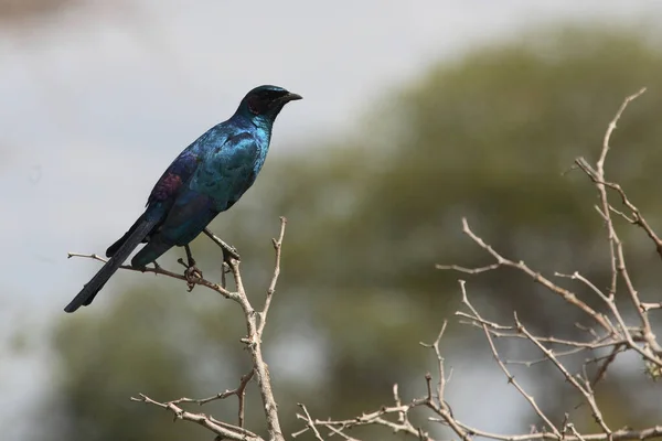 Riesenglanzstar Burchell Starling Lamprotornis Australis — Foto Stock