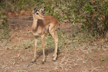 Schwarzfersenantilope / Impala / Aepyceros melampus