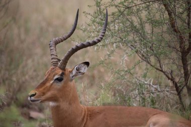 Schwarzfersenantilope / Impala / Aepyceros melampus