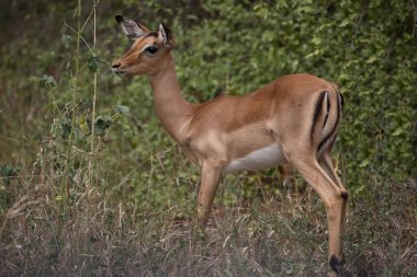 Schwarzfersenantilope / Impala / Aepyceros melampus