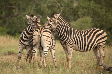 Steppenzebra / Burchell's Zebra / Equus burchellii