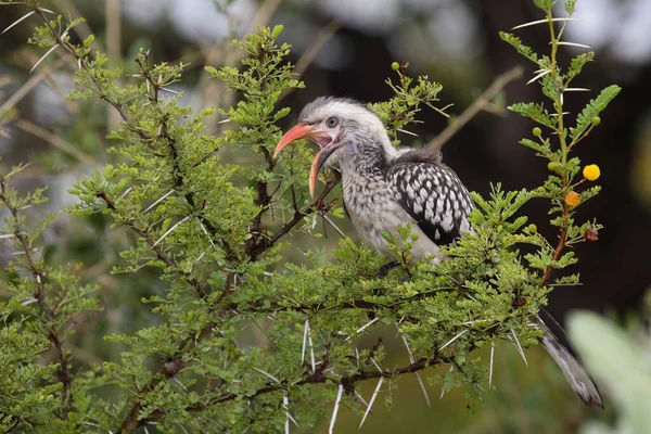 Rotschnabeltoko Red Billed Hornbill Tockus Erythrorhynchus — Stock Photo, Image