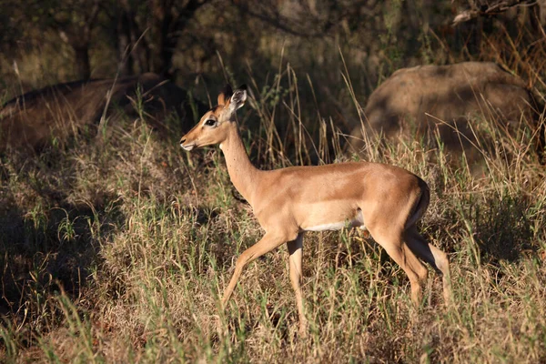 Schwarzfersenantilope Impala Aepyceros Melampus — ストック写真