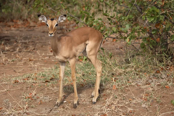 Schwarzfersenantilope Impala Aepyceros Melampus — Stock Photo, Image