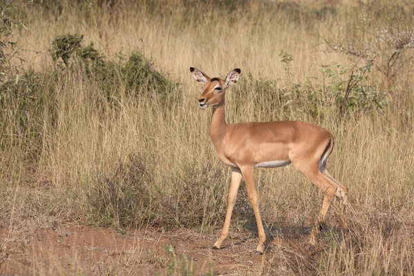 Schwarzfersenantilope Impala Aepyceros Melampus — 图库照片