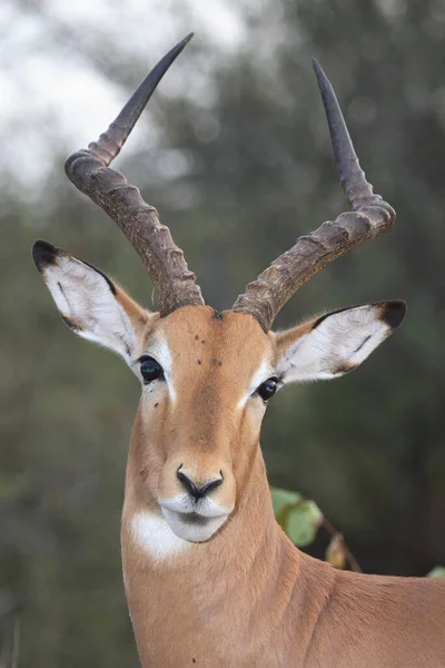 Schwarzfersenantilope Impala Aepyceros Melampus — стоковое фото