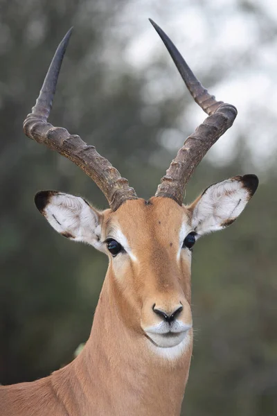 Schwarzfersenantilope Impala Aepyceros Melampus — Foto de Stock