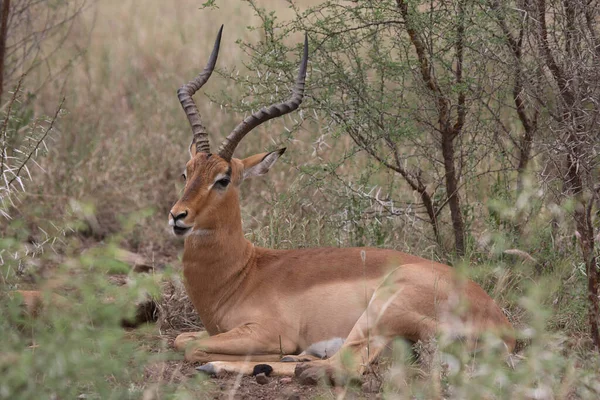 Schwarzfersenantilope Impala Aepyceros Melampus — Foto Stock