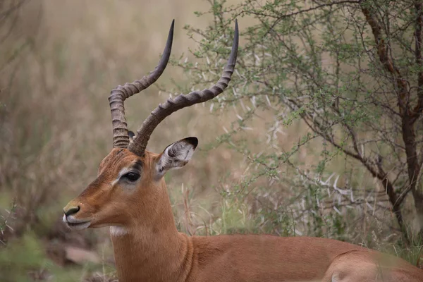 Schwarzfersenantilope Impala Aepyceros Melampus — Stock Photo, Image