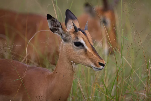 Schwarzfersenantilope Impala Aepyceros Melampus — Stok fotoğraf