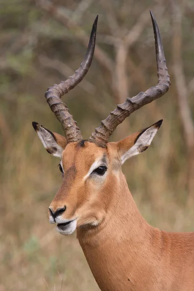 Schwarzfersenantilope Impala Aepyceros Melampus — Stok fotoğraf